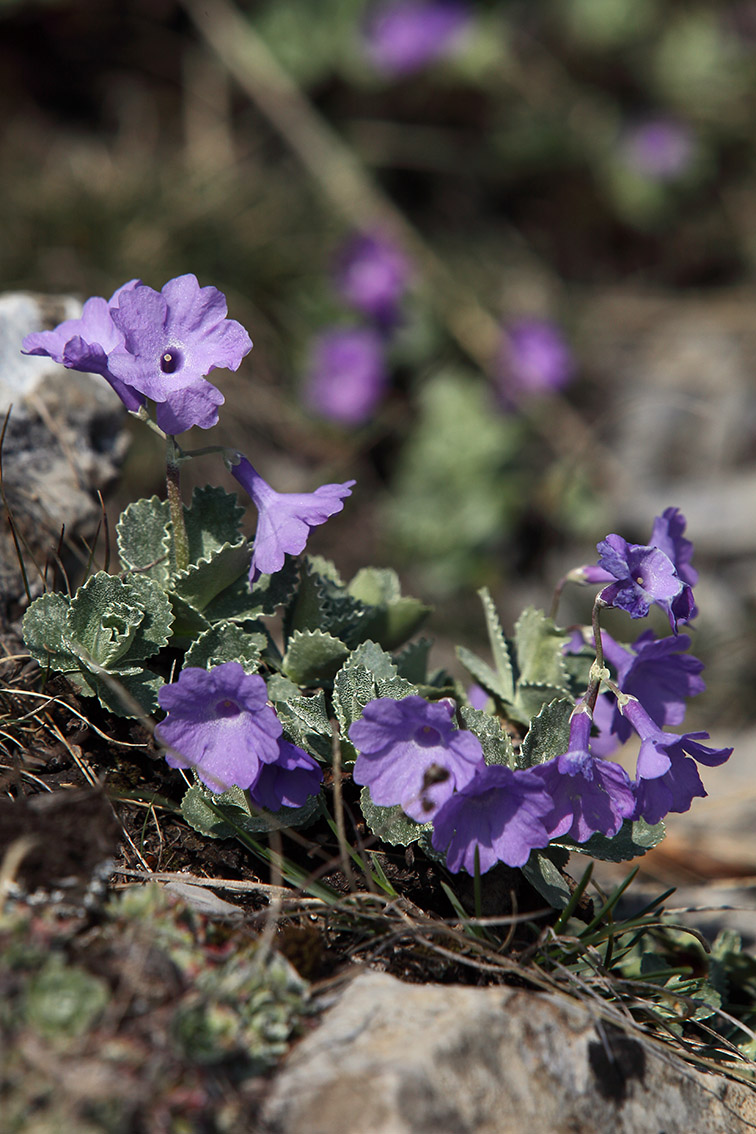 Primula marginata / Primula impolverata
